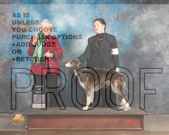 Silken Windhound #90 Thurs AOM Judge Lew Olsen_MMJ_4746_BeltonTxClassic2021-HR3