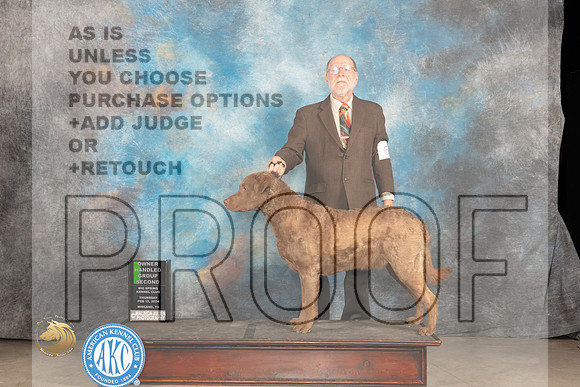 Chesapeake Bay Retriever #5 Thur OHG2 Judge Donnelle Richards_JP_0193_MIDLAND2024_HR3