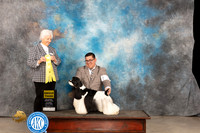 Cocker Spaniel Parti #7 Thur G3 Judge Gloria Kerr