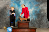 Dachshund Wire #7 BOW Judge Judy Brown