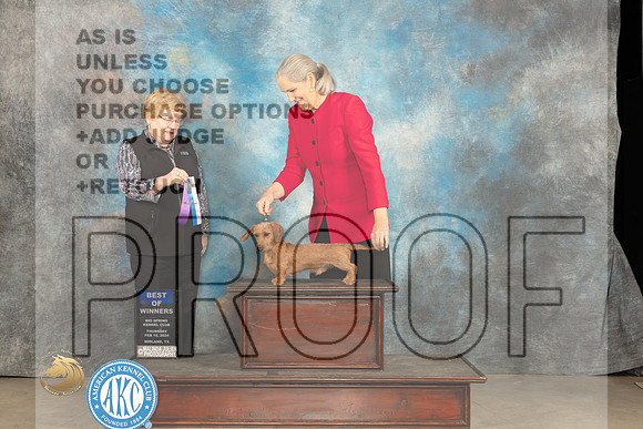 Dachshund Wire #7 BOW Judge Judy Brown_JP_0137_MIDLAND2024_HR3