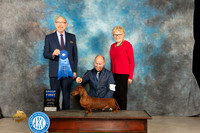 Dacshund Smooth #21 Thur G1 Judge Tim Robbins