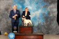 French Bulldog #7 Thur BOB Judge Tim Robbins