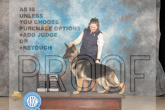 German Shepherd Dog #14 Thur WBBOSCH Judge Del Richards_JP_0238_MIDLAND2024_HR3