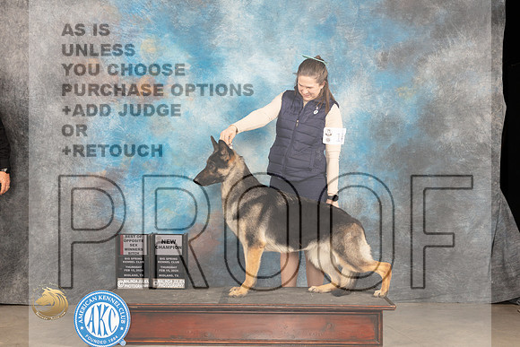 German Shepherd Dog #14 Thur WBBOSCH Judge Del Richards_JP_0241_MIDLAND2024_HR3
