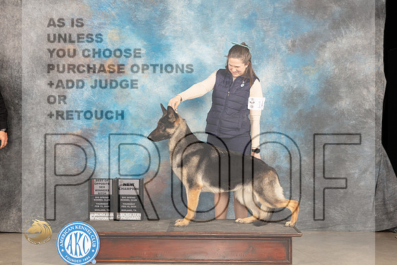 German Shepherd Dog #14 Thur WBBOSCH Judge Del Richards_JP_0242_MIDLAND2024_HR3