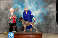 German Shorthaired Poinnter #6 Thur G2 Judge Gloria Kerr