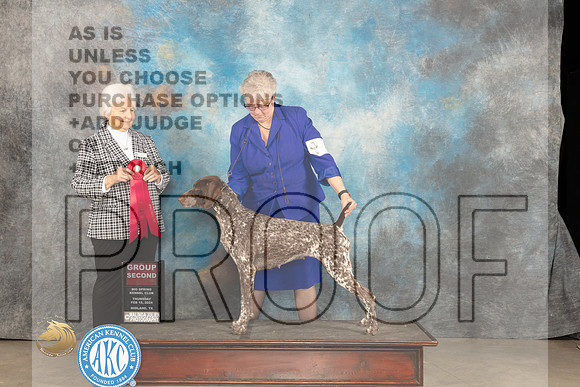 German Shorthaired Poinnter #6 Thur G2 Judge Gloria Kerr_JP_0150_MIDLAND2024_HR3