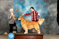 Golden Retriever #25 Thur BOB Judge Gloria Kerr