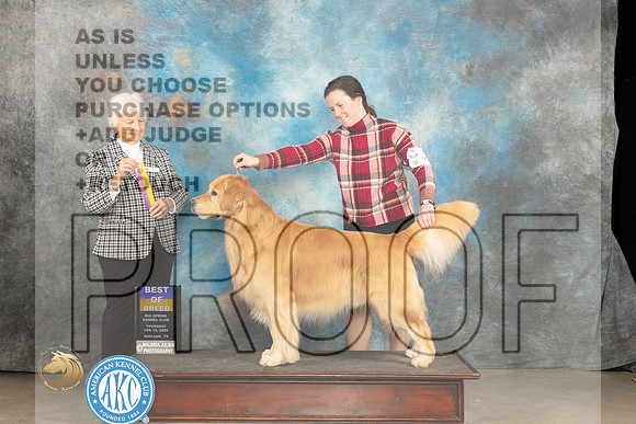 Golden Retriever #25 Thur BOB Judge Gloria Kerr_JP_0160_MIDLAND2024_HR3