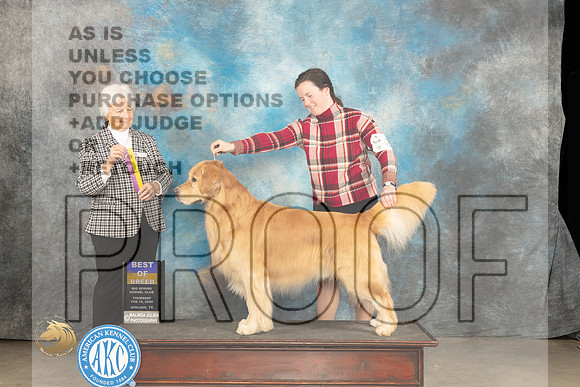 Golden Retriever #25 Thur BOB Judge Gloria Kerr_JP_0162_MIDLAND2024_HR3