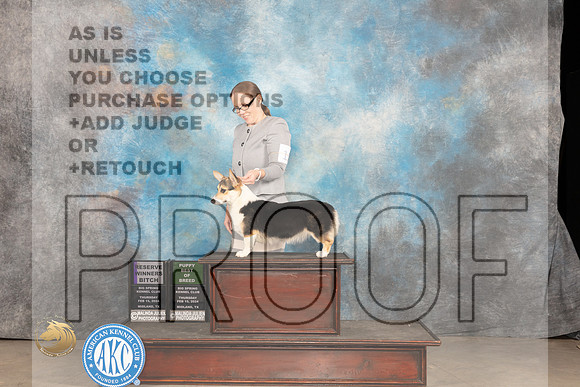 Pembroke Welsh Corgi #12 Thur RWBPBOB Judge Del Richards_JP_0185_MIDLAND2024_HR3