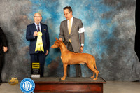 Pharoah Hound #5 Thur G3 Judge Tim Robbins