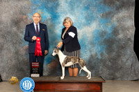 Whippet #6 Thur G2 Judge Tim Robbins