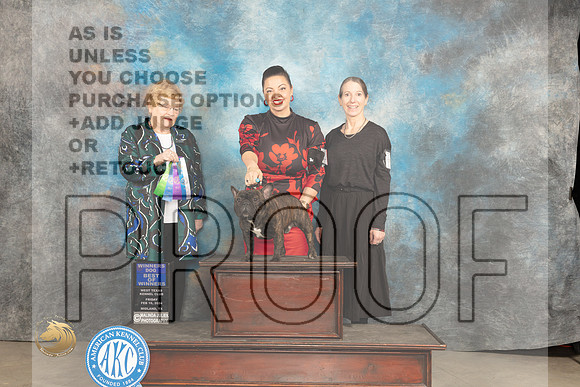 French Bulldog #11 Fri BOW Judge Judy Brown_JP_0500_MIDLAND2024_HR3