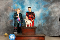French Bulldog #8 Fri BOS Judge Judy Brown