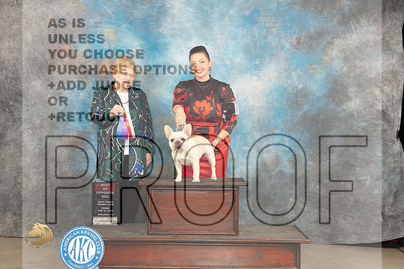 French Bulldog #8 Fri BOS Judge Judy Brown_JP_0492_MIDLAND2024_HR3