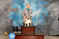 French Bulldog #9 Thur WDBOWBP Judge Tim Robbins