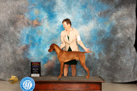 Vizsla #11 Fri WDBOSMCH Judge Del Richards