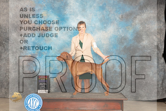 Vizsla #11 Fri WDBOSMCH Judge Del Richards_JP_0481_MIDLAND2024_HR3