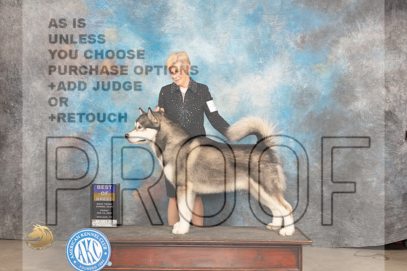 Alaskan Malamute #5 Fri BOBOHBOB Judge Judy Brown_JP_0637_MIDLAND2024_HR3