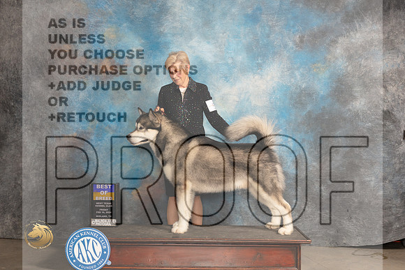 Alaskan Malamute #5 Fri BOBOHBOB Judge Judy Brown_JP_0635_MIDLAND2024_HR3