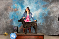 Cane Corso #6 Fri RWB Judge Judy Brown