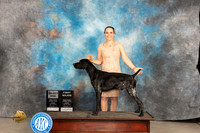 German Shorthaired Pointer #7 Fri SDM Judge Judy Brown