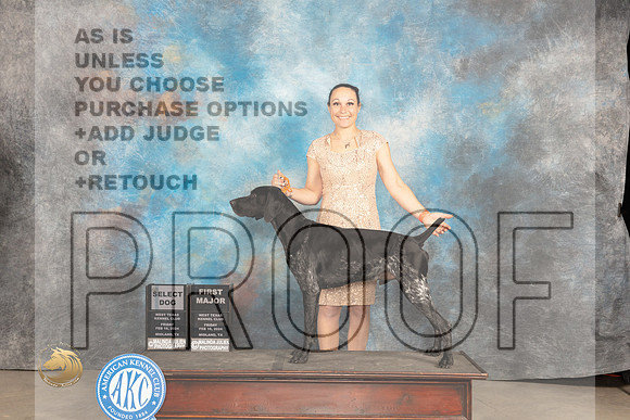 German Shorthaired Pointer #7 Fri SDM Judge Judy Brown_JP_0546_MIDLAND2024_HR3