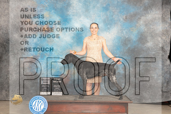German Shorthaired Pointer #7 Fri SDM Judge Judy Brown_JP_0552_MIDLAND2024_HR3