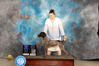 German Shorthaired Pointer #8 Fri BOWOHBOBBBE Judge Judy Brown