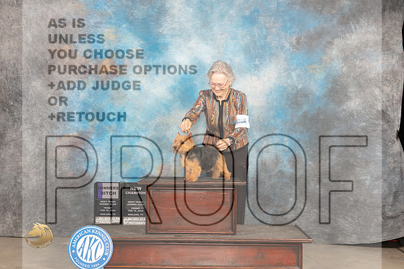 Norwich Terrier #14 Fri WBCH Judge Gloria Kerr_JP_0566_MIDLAND2024_HR3