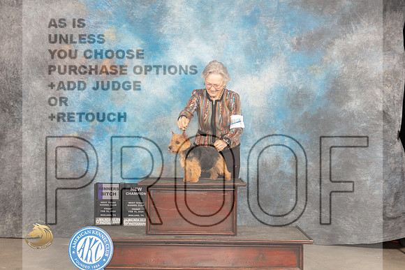 Norwich Terrier #14 Fri WBCH Judge Gloria Kerr_JP_0569_MIDLAND2024_HR3