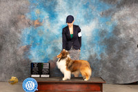 Shetland Sheepdog #6 Fri WBBOWBBEM Judge Carolyn Herbel
