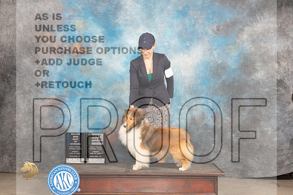 Shetland Sheepdog #6 Fri WBBOWBBEM Judge Carolyn Herbel_JP_0647_MIDLAND2024_HR3