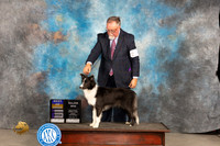 Border Collie #24 Fri WBBOB Judge Carolyn Herbel