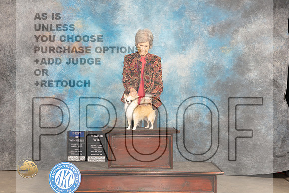 Chihuahua Long Coat #19 Fri BOWM Judge Donnelle Richards_JP_0584_MIDLAND2024_HR3
