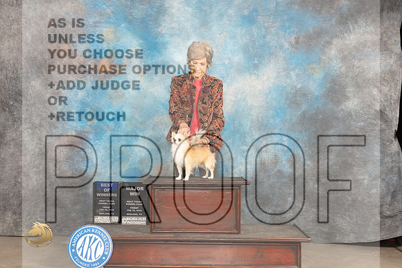 Chihuahua Long Coat #19 Fri BOWM Judge Donnelle Richards_JP_0586_MIDLAND2024_HR3