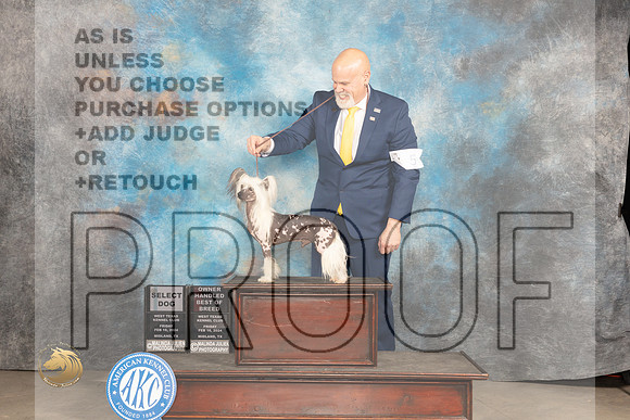 Chinese Shar Pei #5 Fri OHBOBSD Judge Donnelle Richards_JP_0592_MIDLAND2024_HR3