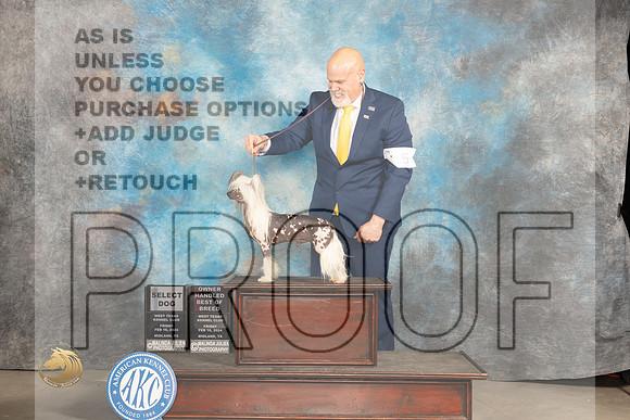 Chinese Shar Pei #5 Fri OHBOBSD Judge Donnelle Richards_JP_0595_MIDLAND2024_HR3