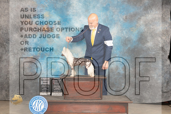 Chinese Shar Pei #5 Fri OHBOBSD Judge Donnelle Richards_JP_0596_MIDLAND2024_HR3