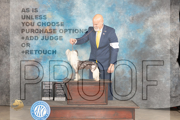 Chinese Shar Pei #5 Fri OHBOBSD Judge Donnelle Richards_JP_0598_MIDLAND2024_HR3