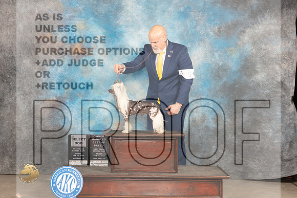 Chinese Shar Pei #5 Fri OHBOBSD Judge Donnelle Richards_JP_0600_MIDLAND2024_HR3