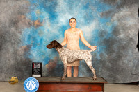 German Shorthaired Pointer #5 Fri BOSM Judge Judy Brown