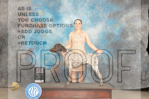German Shorthaired Pointer #5 Fri BOSM Judge Judy Brown_JP_0579_MIDLAND2024_HR3