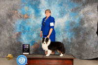 Shetland Sheepdog #19 Fri WDM Judge Carolyn Herbel