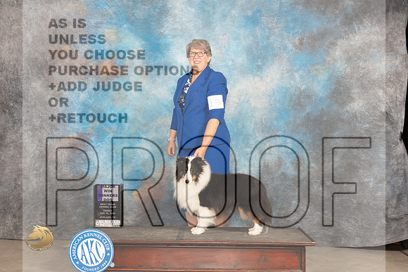 Shetland Sheepdog #19 Fri WDM Judge Carolyn Herbel_JP_0613_MIDLAND2024_HR3
