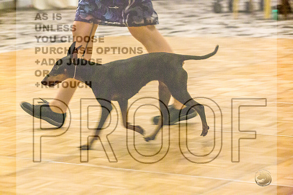 Manchester Terrier MTOY Candids-JJL_2055-Hstn2022_HR3