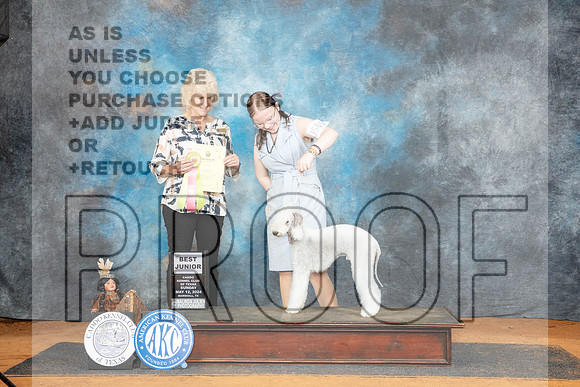 Bedlington Terrier #J501 Sun BJr Judge Lisa Graser__JP_8666_MARSHALL_2024_HR3