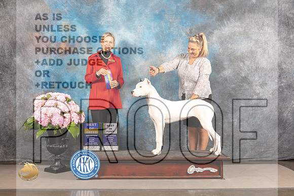 Dogo Argentino #6 FRI WB BW BOB BP Judge Patricia Sosa_MJ_4949_Houston_2022_HR3